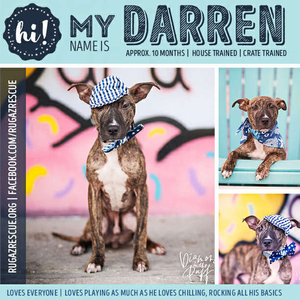 Rugaz Rescue Inc.'s Adoptable - "Darren"
“Hi, I’m Darren and I’m the pint-sized (26lbs) pitty mix who’s going to run away with your heart. Foster mom says not only am I totally adores, but I’m a rockstar with learning, too! That’s right - at 10 months old I’m totally rocking my