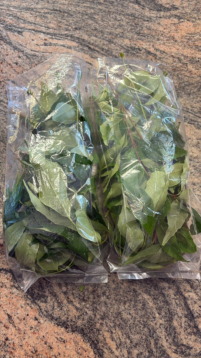 OakLakeProduce's tweet photo. Fresh Curry Leaves in stock #LakeshoreProduce https://t.co/udCmO4zK2e