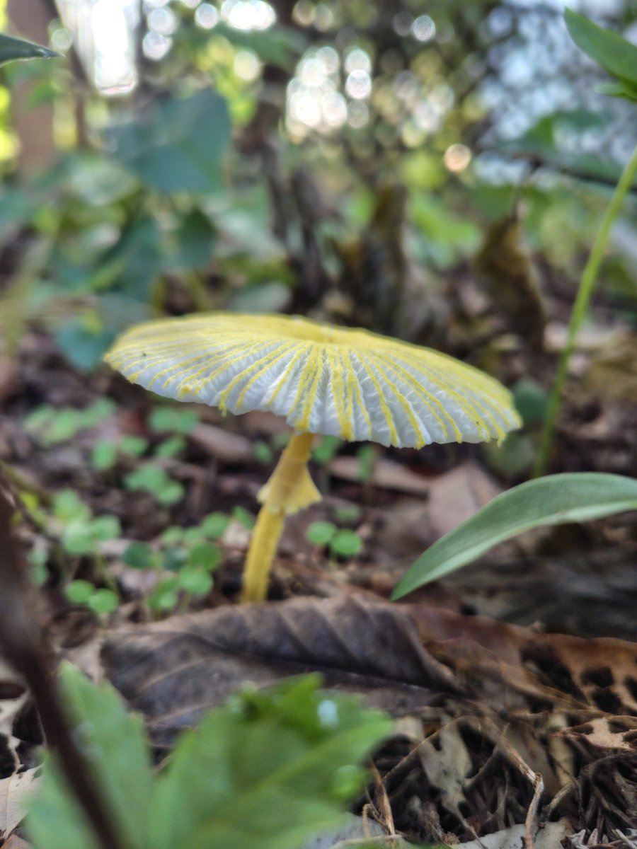 まろん (@h4tQStp5FTkW1MH) / Posts / X