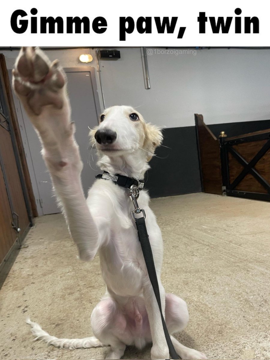 1borzoigaming's tweet photo. #borzoi #borzoitwt https://t.co/Qs1Ha4Srvh