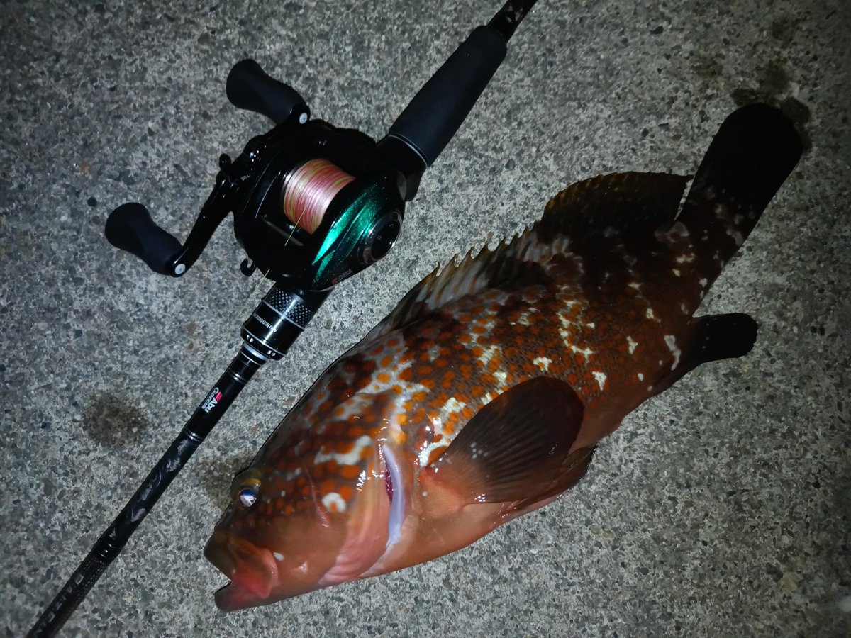 FishingerLight1's tweet photo. 今回も夕マヅメ狙い
場所移動しつつキャストしているといい感じの当たりが
ベイトのドラグ久々になったので近くまで引き寄せると(≧∇≦)キジハタでした〜
#キジハタ
#アコウ
#ロックフイッシュ
#釣り
#アブガルシア
#saltystyle
#ウルトラキャスト
#ドリームアップ
#DD8
#モサヘッド https://t.co/ZfHOVg0dR6