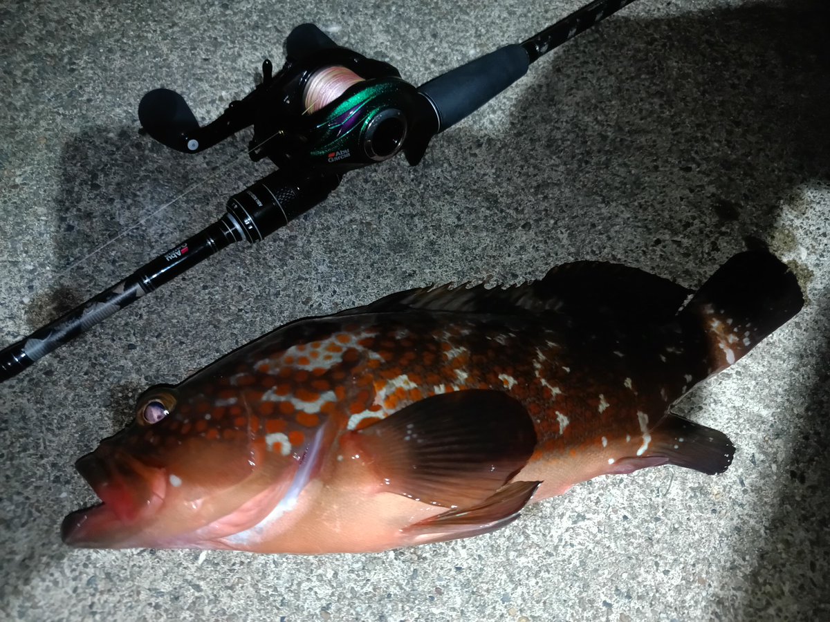 今回も夕マヅメ狙い
場所移動しつつキャストしているといい感じの当たりが
ベイトのドラグ久々になったので近くまで引き寄せると(≧∇≦)キジハタでした〜

#キジハタ
#アコウ
#ロックフイッシュ
#釣り
#アブガルシア
#saltystyle
#ウルトラキャスト
#ドリームアップ
#DD8
#モサヘッド