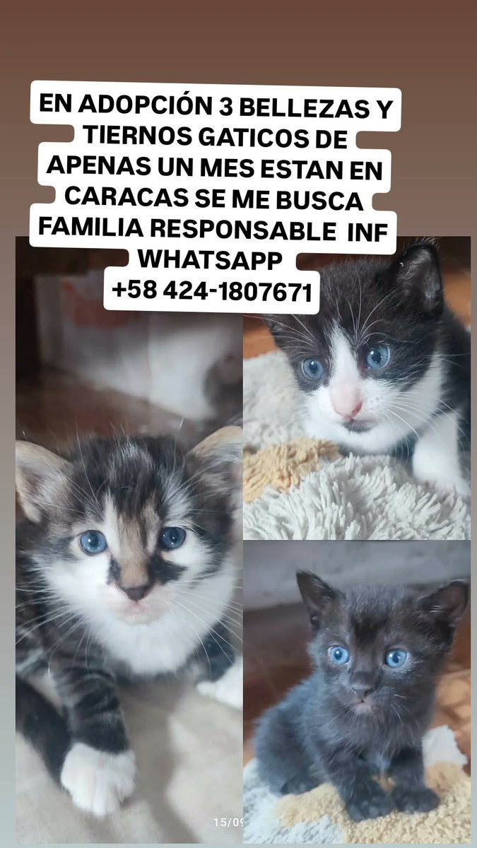 infinitoanimal2's tweet image. EN ADOPCIÓN HERMOSOS GATITOS ES URGENTE ADOPCIÓN O IRAN A PARAR A LA CALLE EL SR YA NO PUEDE TENERLOS MÁS DIFUNDIR RT @PerroUsuario @Mary_Jar @NuriTrejo