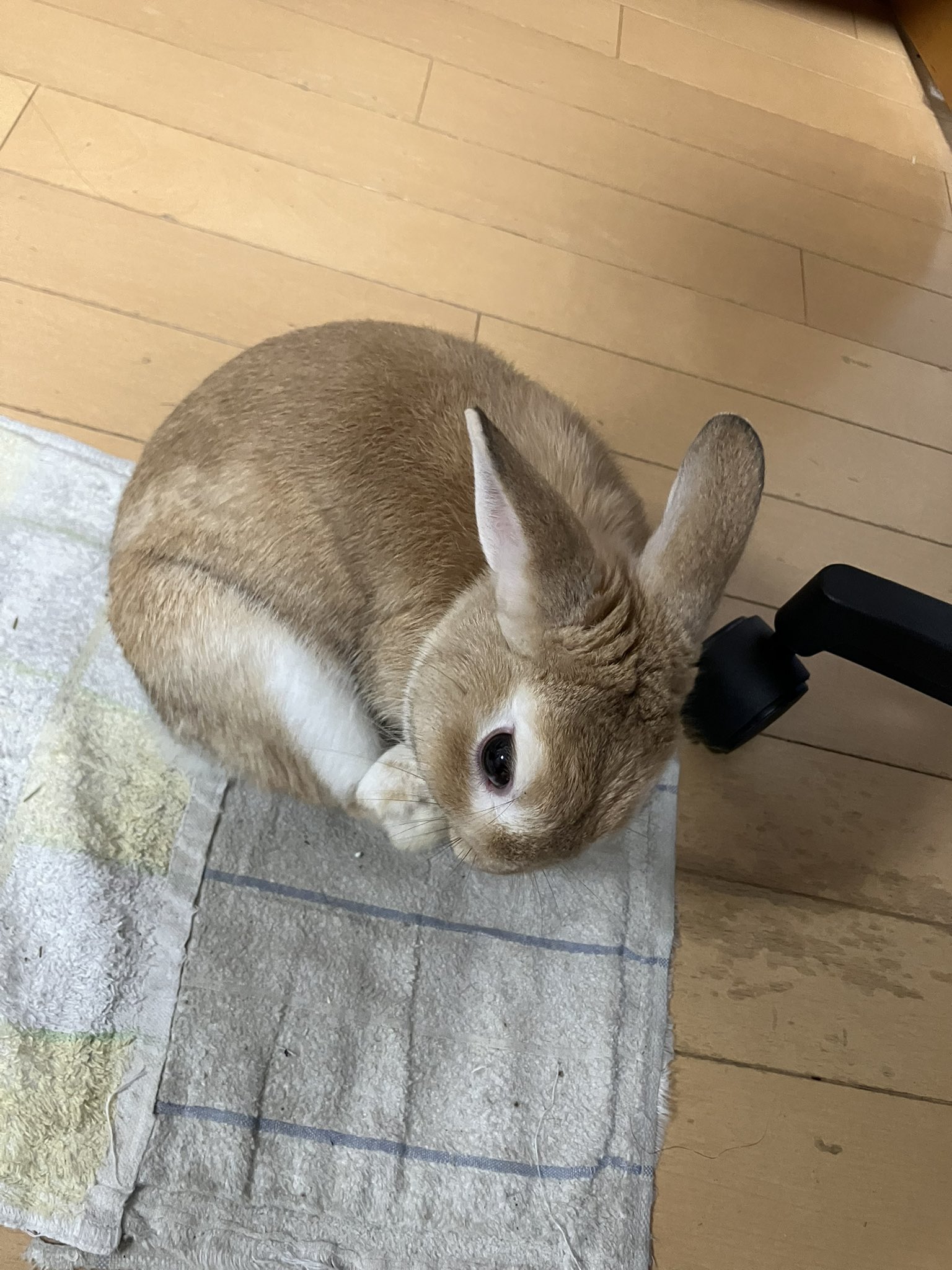 🥕🐇しおわた🐇🥕 on X: 