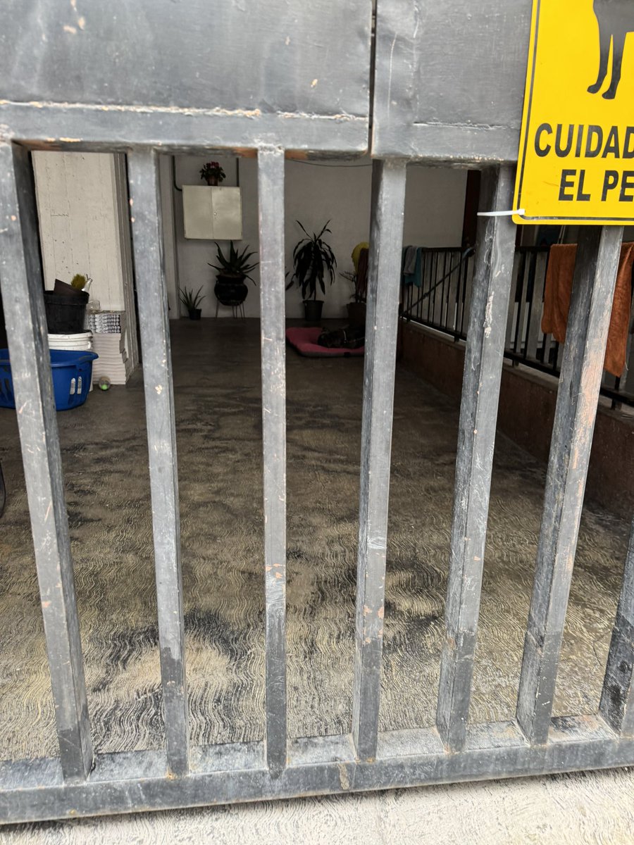 Como es que en pleno siglo XXI y en una colonia tan pet friendly, siga pasando esto? Tienen un perrito amarrado en un edificio en la calle de Rochester <a href="/vecinosnapoles/">vecinosnapoles</a> <a href="/LaNapolesCdMx/">La Nápoles CdMx</a> <a href="/AlcaldiaBenito/">Kevin alexis</a>