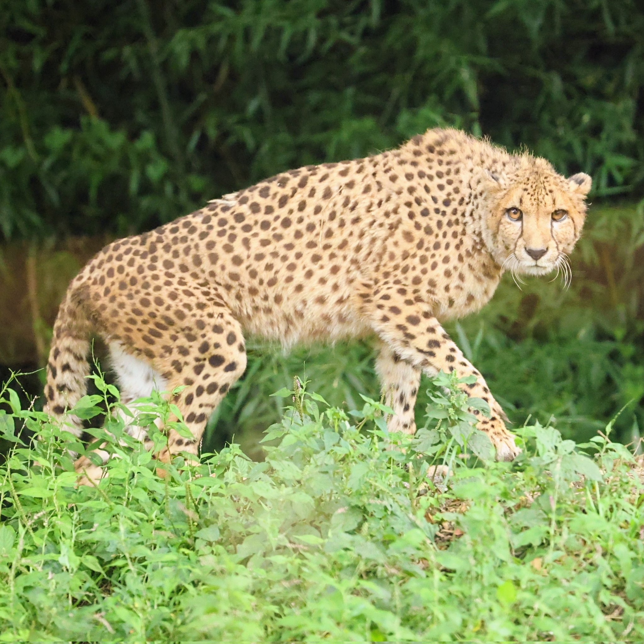 チータ　Cheetah mqdefault.jpg