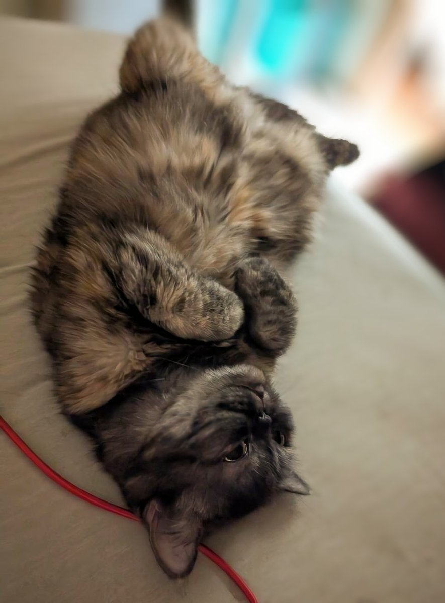 サルヴァトーレ(トト)=田中 (@arty_sax) on Twitter photo おはようございます🍀
昨日は夢の中で盛大に寝坊し、今朝はリアルにプチ寝坊をかましてしまいますた😅
夏の疲れが出てるんでしょうか💦
マオマオさんも心なしかアンニュイなお顔😽
今週末はレッスンとリハ、来週は本番とまだまだ予定盛り沢山なので、今のうちに整えておかないと❗
今日もゆるよろ😆 おはようございます🍀
昨日は夢の中で盛大に寝坊し、今朝はリアルにプチ寝坊をかましてしまいますた😅
夏の疲れが出てるんでしょうか💦
マオマオさんも心なしかアンニュイなお顔😽
今週末はレッスンとリハ、来週は本番とまだまだ予定盛り沢山なので、今のうちに整えておかないと❗
今日もゆるよろ😆