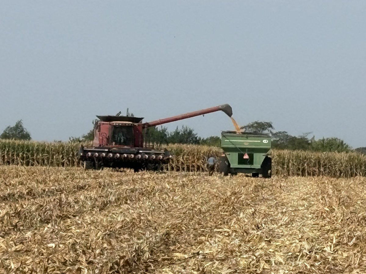 Took some ear samples from a 36 entry test plot today.  Plan to measure kernel characteristics (ear round, length and mass) and tie together with plot yield.  Useful to determine how yields are made by variety.