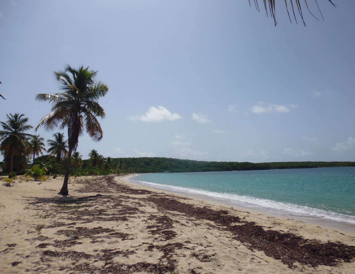 waa_vy's tweet photo. Sun bay beach en Vieques 🐚 https://t.co/RSZUhRSbRU