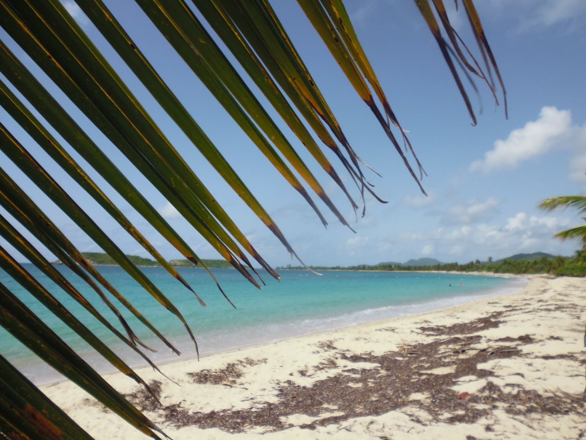 waa_vy's tweet photo. Sun bay beach en Vieques 🐚 https://t.co/RSZUhRSbRU