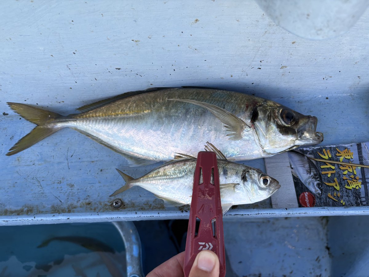 naga_umineko's tweet image. デッッッッカ！！！