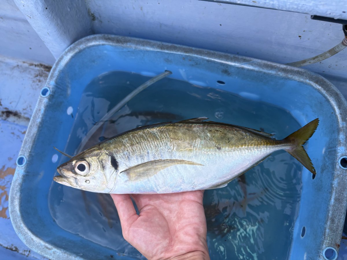 naga_umineko's tweet image. デッッッッカ！！！