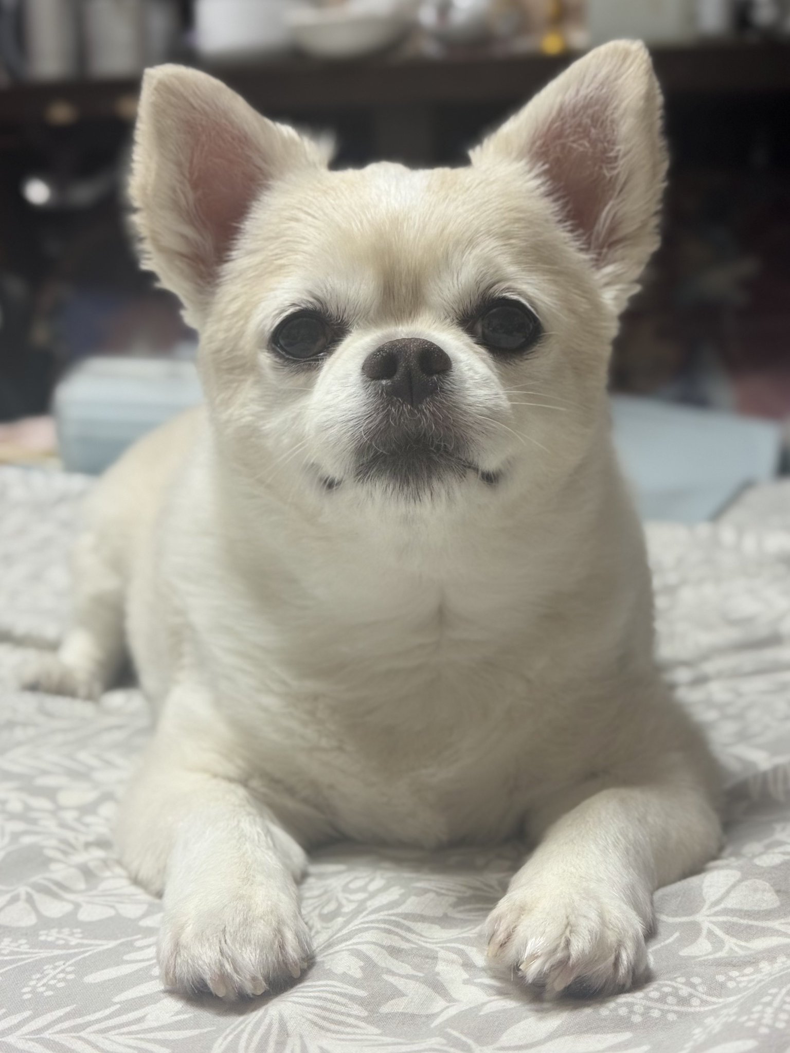 愛犬サンプル写真 価格の安い【NEW】9/22撮影！スムースチワワ✨♀ / ペット
