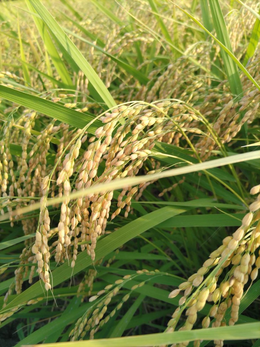 今年も無事にお米の収穫出来ます🌾