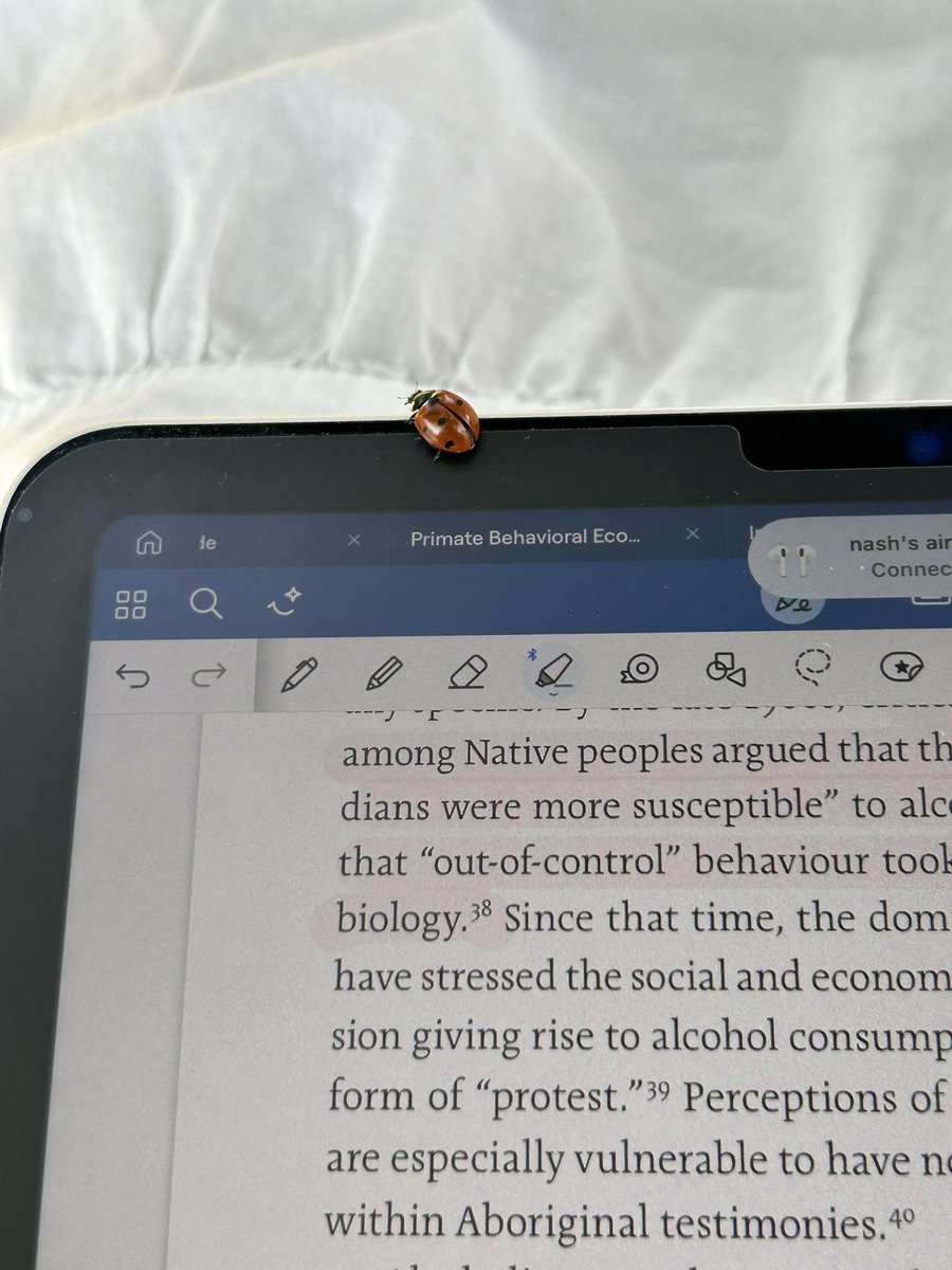 A little companion to keep me company