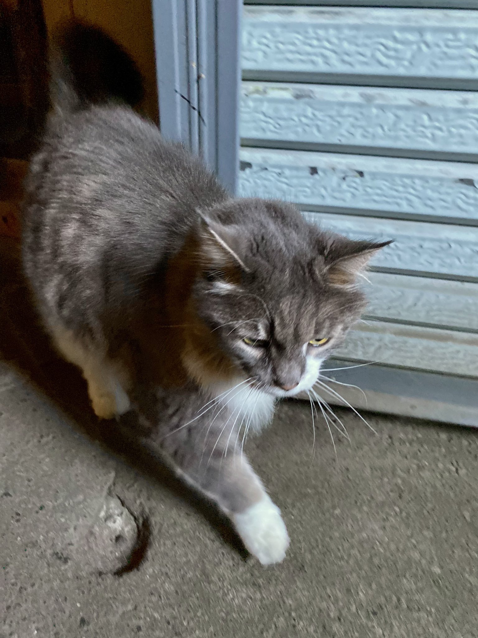 野良猫 ニオイと成分で寄せ付けない 野良猫・野良犬Z 4964283104540