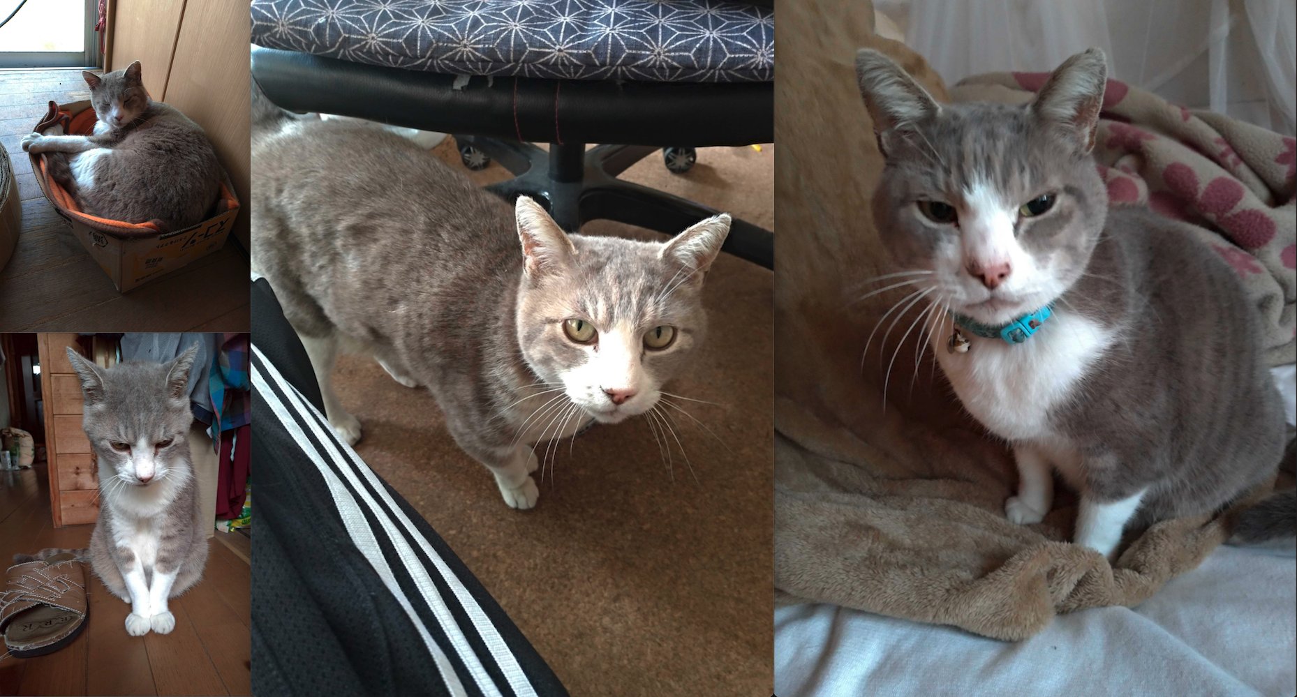 きじとら キジトラ (KIJITORA) - 河谷シャツ