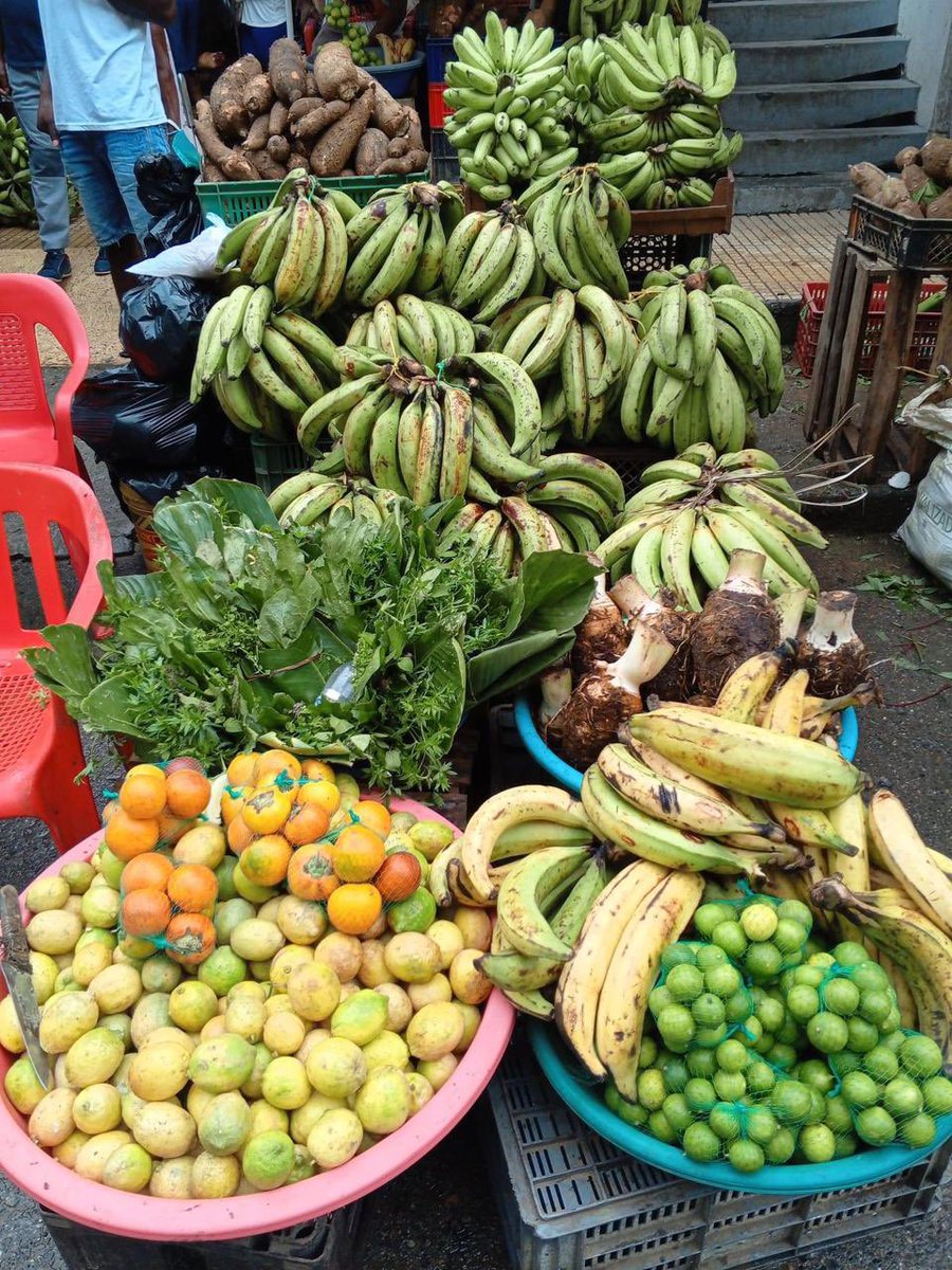 🍌🌱 En mi querido Medio Baudó, el esfuerzo tiene sabor a plátano, yuca,  limón y otros frutos que nuestros campesinos cultivan con las manos y sostienen con el alma. Aquí, sembrar es resistir y sobrevivir. ✊🏾🌿

#mediobaudó #chocó #campesinos #frutos