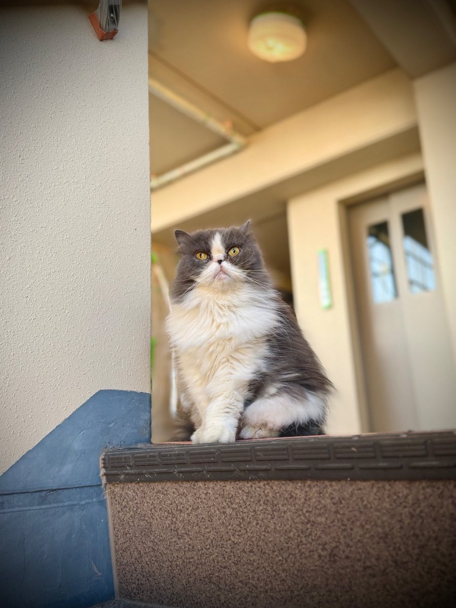 たまさんおはよう☀️今日は気持ちよく晴れたね😺👋🎵

#ねこ 
#猫 
#cat