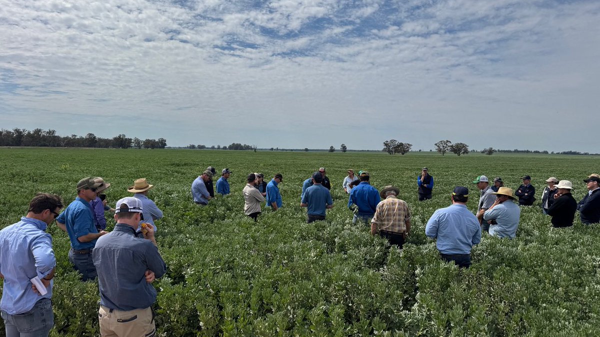 Fantastic day at the Tullamore and Burcher #diversefarms field walks. A great chance to see <a href="/theGRDC/">GRDC</a> Southern NSW Farming Systems research upscaled to paddock scale. Grower discussions included lime incorporation, rhizobia, legacy nitrogen, weeds, diseases, storage and more.