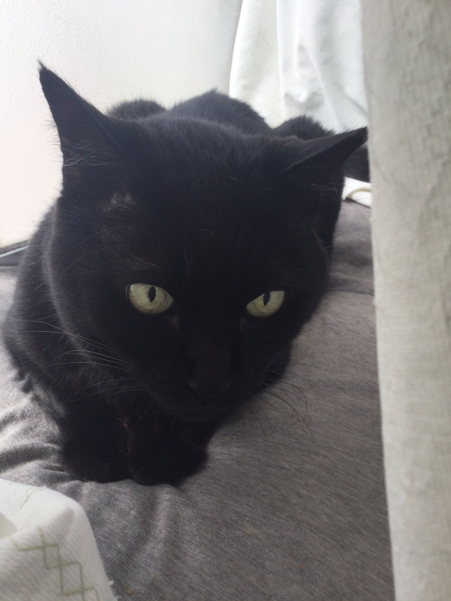 くろねこ 黒猫はじめました。 on X: 