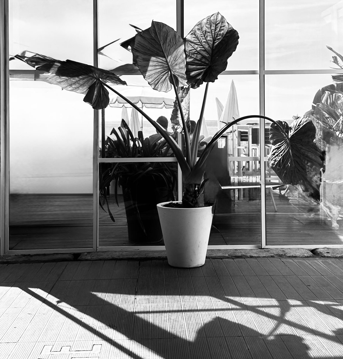 Alonein43672278's tweet image. #photography #blackandwhite #plant #shadow