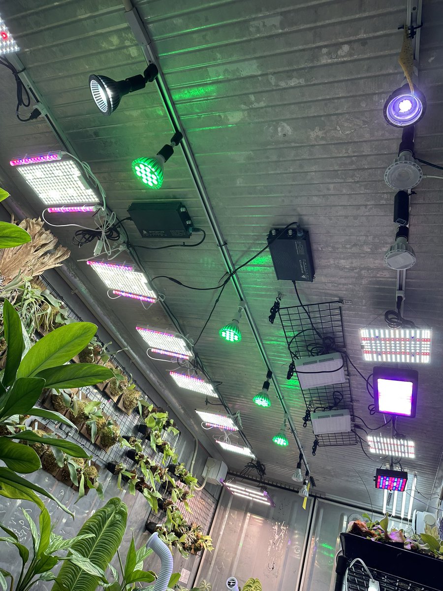 Jewel Plants Gifu (@Jewel_Plants) / Posts and Replies / X