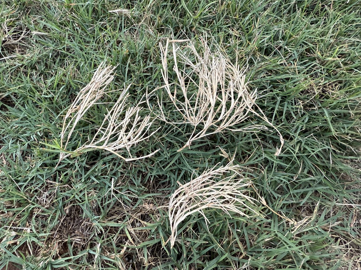 Evening walk around the neighborhood. We noticed very large poa plants in bermudagrass lawns and the most hunting billbugs we’ve seen all year. Teaching the tug test.