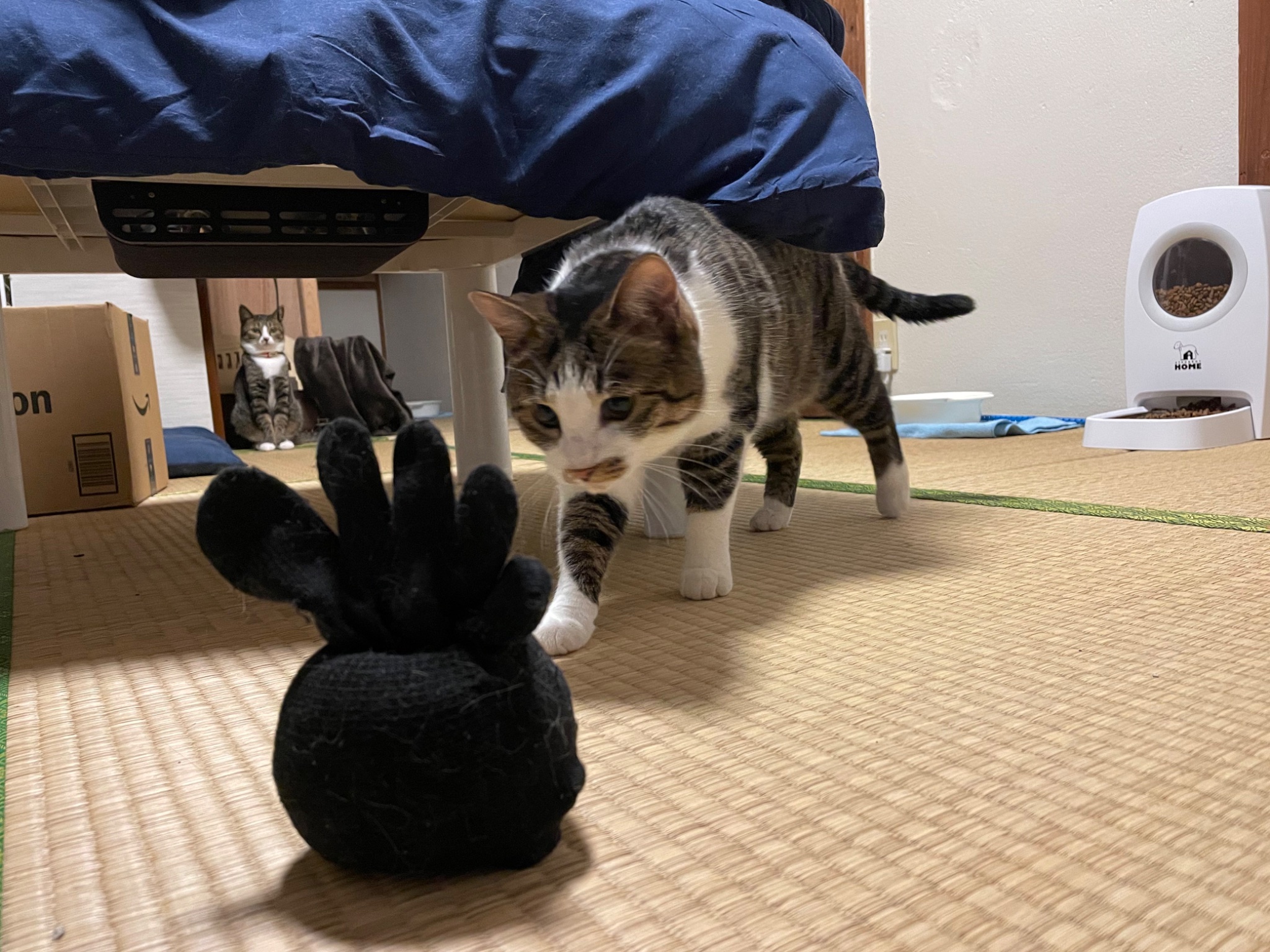 ぶちゃいくねこ様 ぶちゃいくねこ様 tommy&yuzu on X: