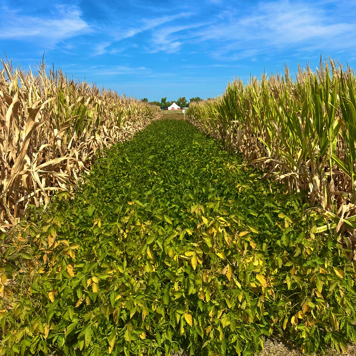 Greetings from the Farm Science Review in London, Ohio! 🌾🐄

We heard updates from Ohio State President Ted Carter and Governor Mike DeWine, toured farm exhibits, explored cutting-edge technology, and saw how innovation is shaping the future of Ohio’s agriculture industry. 🌽 🚜