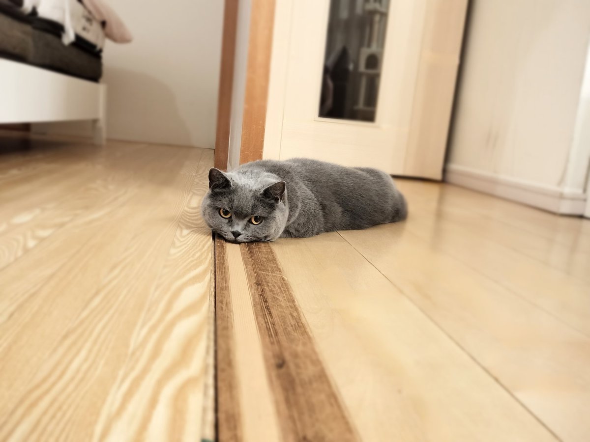 蛇のようにクネクネしながらこっち来そう。
#猫 #ブリティッシュショートヘア