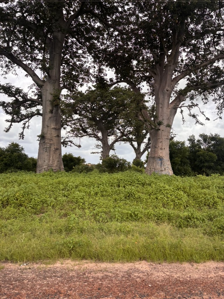 Sultan28206667's tweet photo. 3 Big baobab trees 🌳🌧️ https://t.co/b952MbSiqv