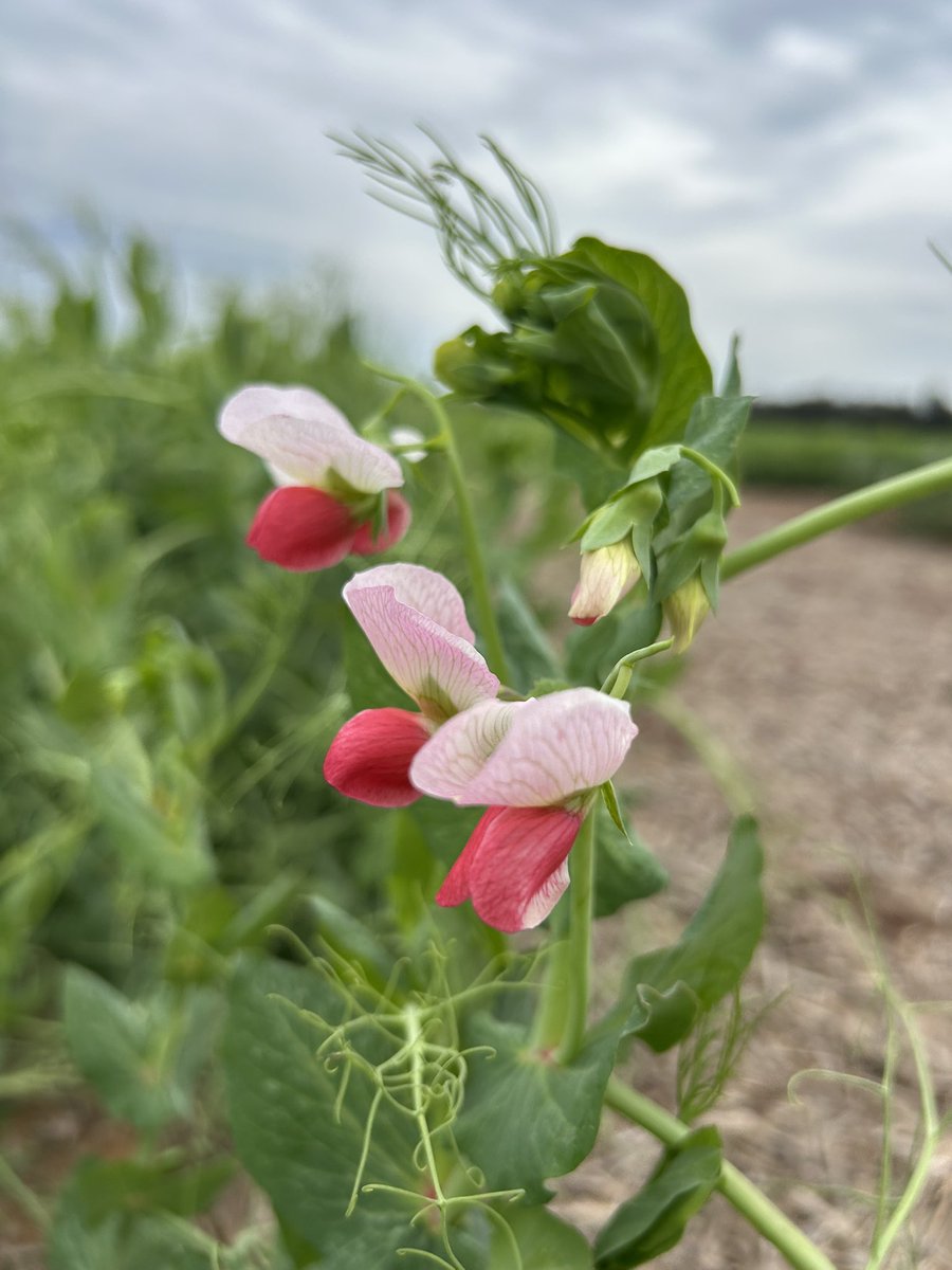 Rohan Brill tweet media