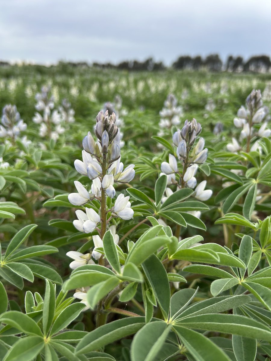 Rohan Brill tweet media