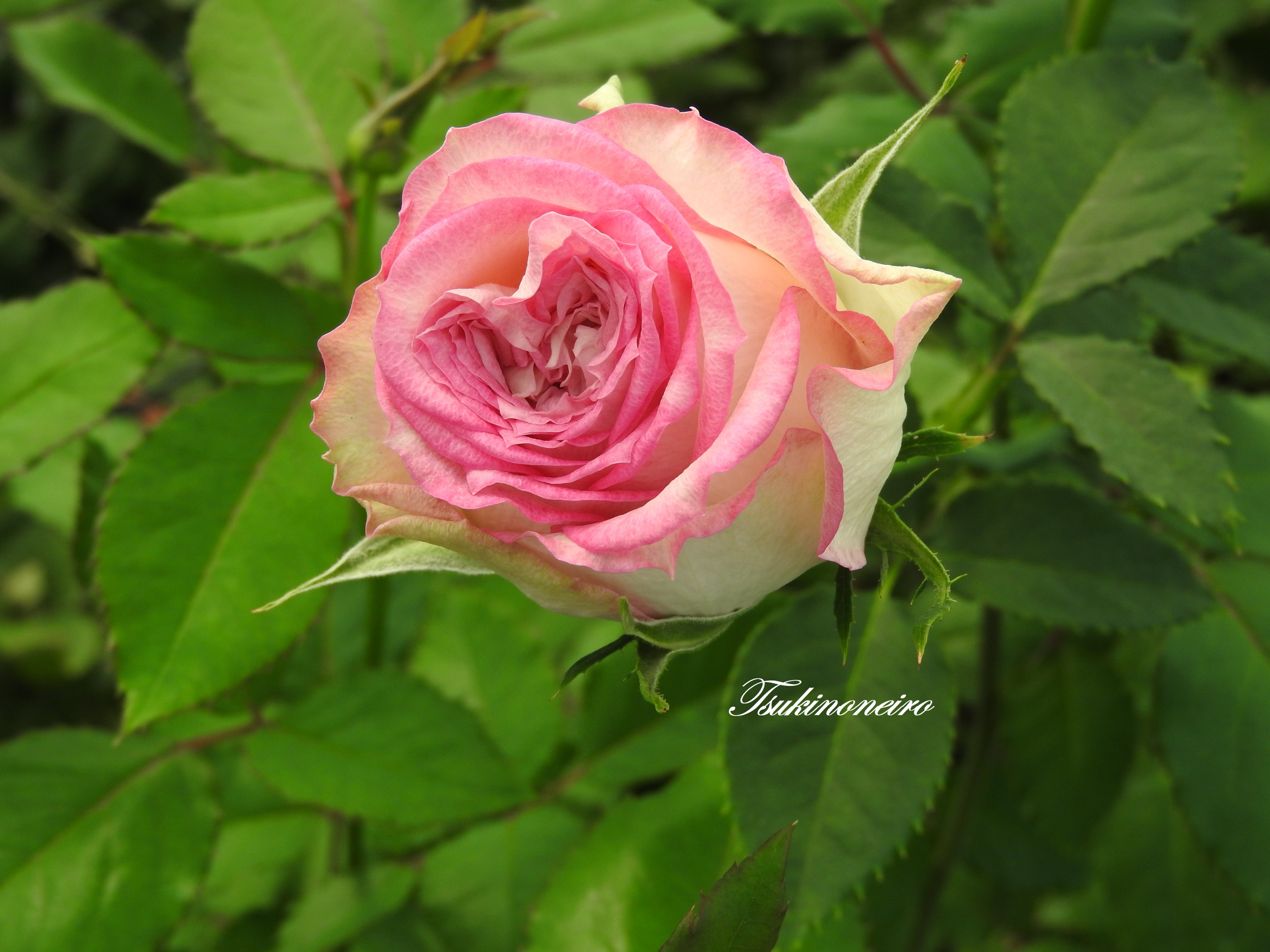 月が注ぐ花⊰❀様ご確認用 月が注ぐ花⊰❀様ご確認用 さつき花辞典：晃山 ｜
