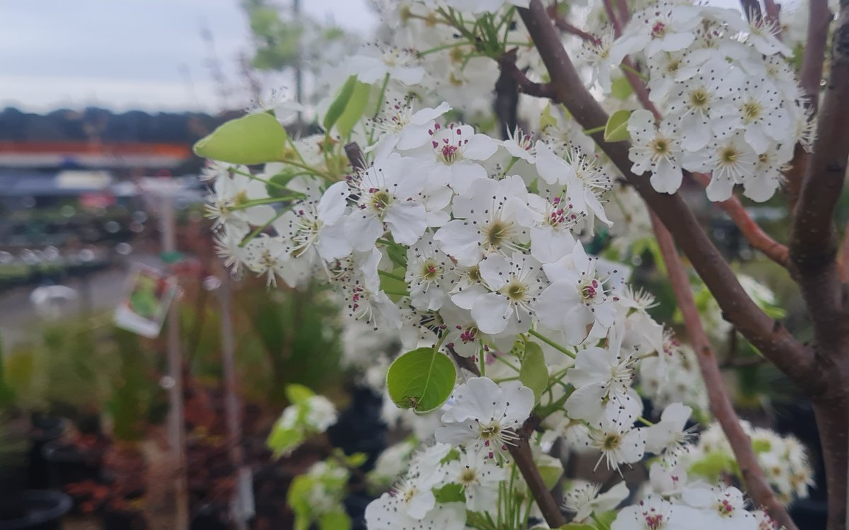 StuartWilliams_'s tweet photo. Flowers of ornamental pear cultivar
Pyrus calleryana 'Cleveland Select'
#Plantmark #Pyrus #ClevelandSelect https://t.co/iB9wSOuAbD