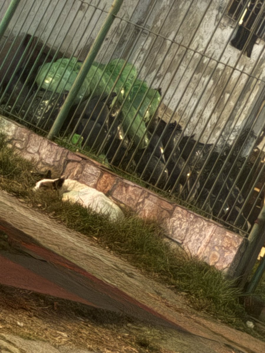 redbicheraof's tweet photo. Recién nos enviaron esta foto 💔.
El perrito sigue esperando, arrolladito, a la familia que lo abandonó… 😢

Decidimos buscarle un lugar seguro para que no siga sufriendo en la calle. 🙏
Por favor, necesitamos ayuda para lograrlo. https://t.co/8uutdXBH6L