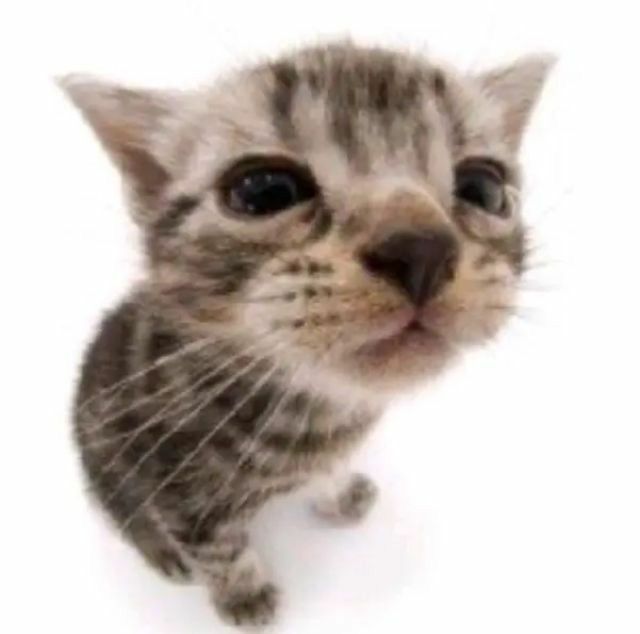 seungministamn's tweet image. ౨ৎ busco mutis      ⠀      
       #kpoptwt 　

             she / 19 | pe

     ° prio skz
     ° acepto a todos mientras no rebajen a mis favs
     ° si somos mutis te dedico un au 

♡ + ↻ = mutis