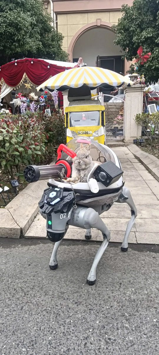 Why you should have a rabbit (@shouldhaverabit) on Twitter photo 