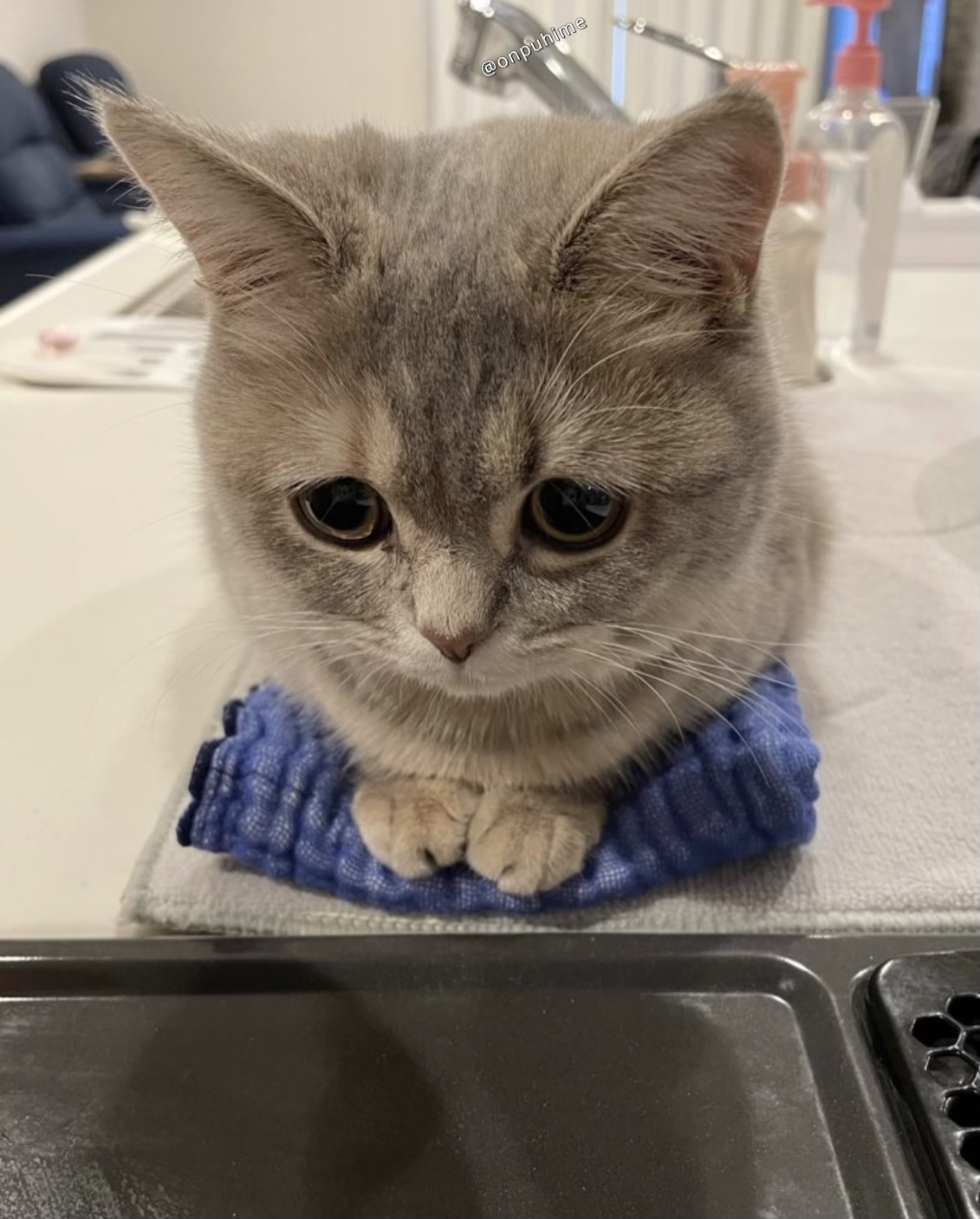 おんぷちゃん🎵 (@onpuhime1011) / X