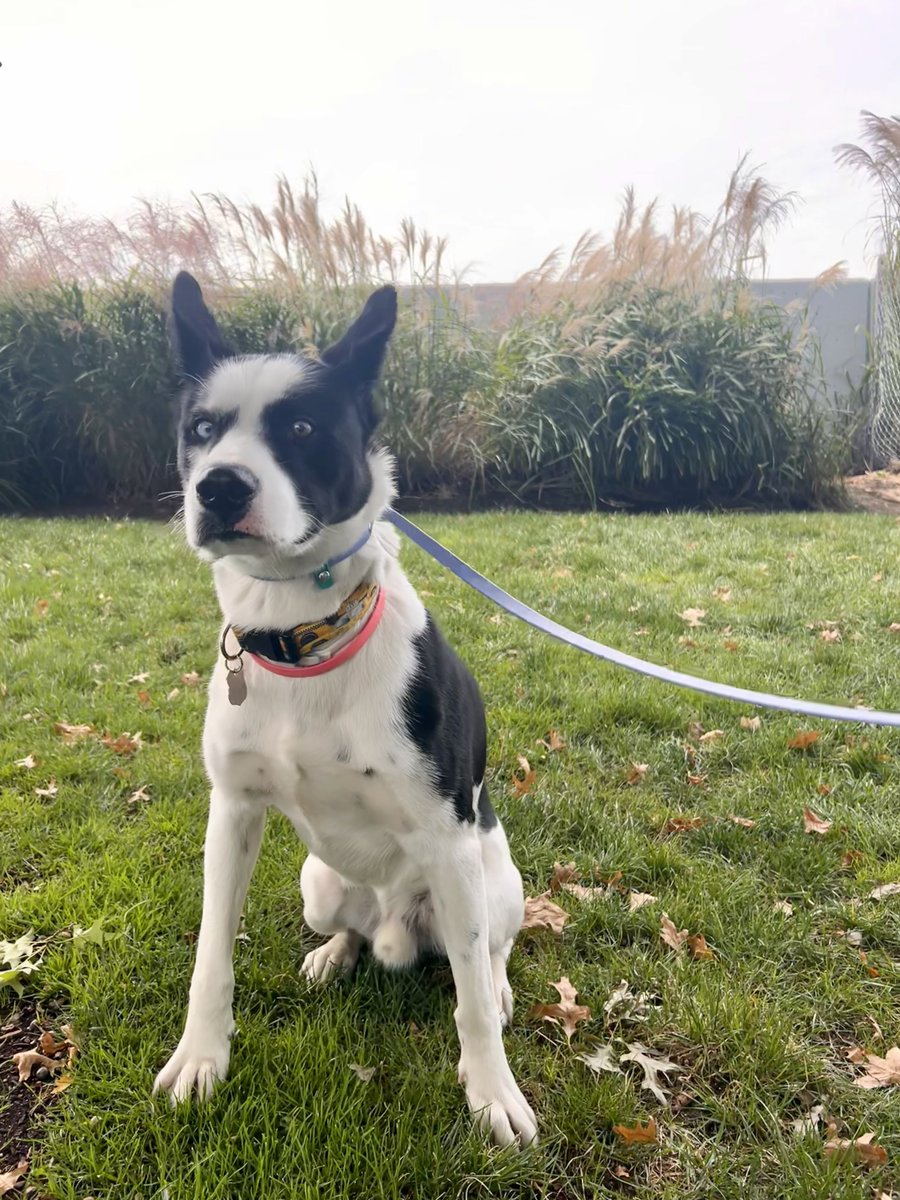 The many facial expressions of Maverick. He is in for boarding at Lucky Dog Refuge. 
Such a sweet and beautiful dog and I loved his yellow cabbie  🚕 collar 💕🐾 

Adopt don’t shop 🐾