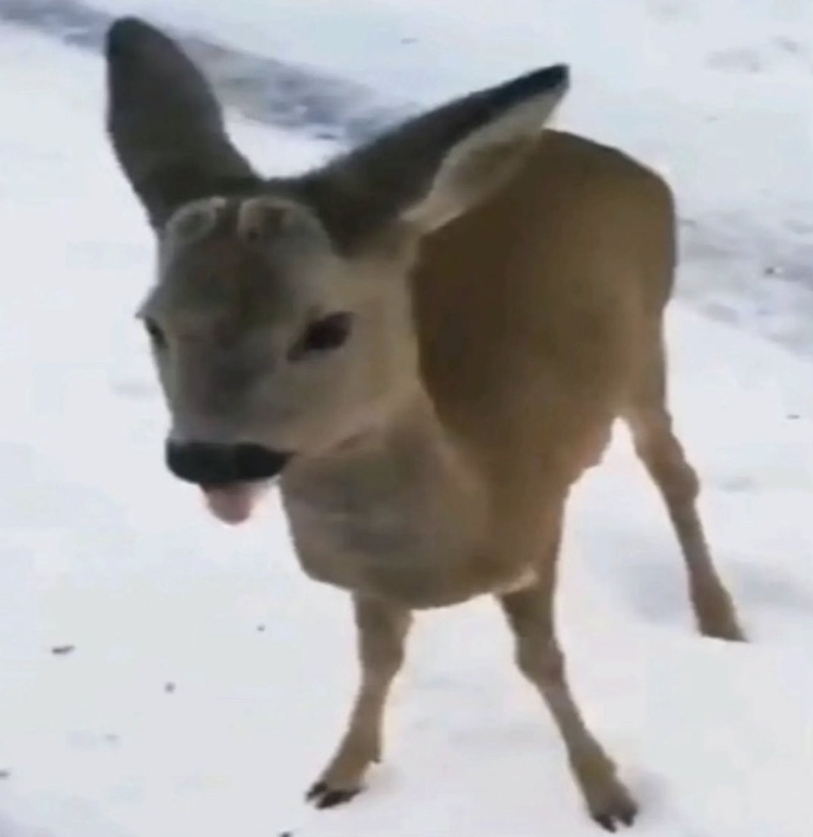 i love being shadow banned on here, i can say whatever i want and no one sees it