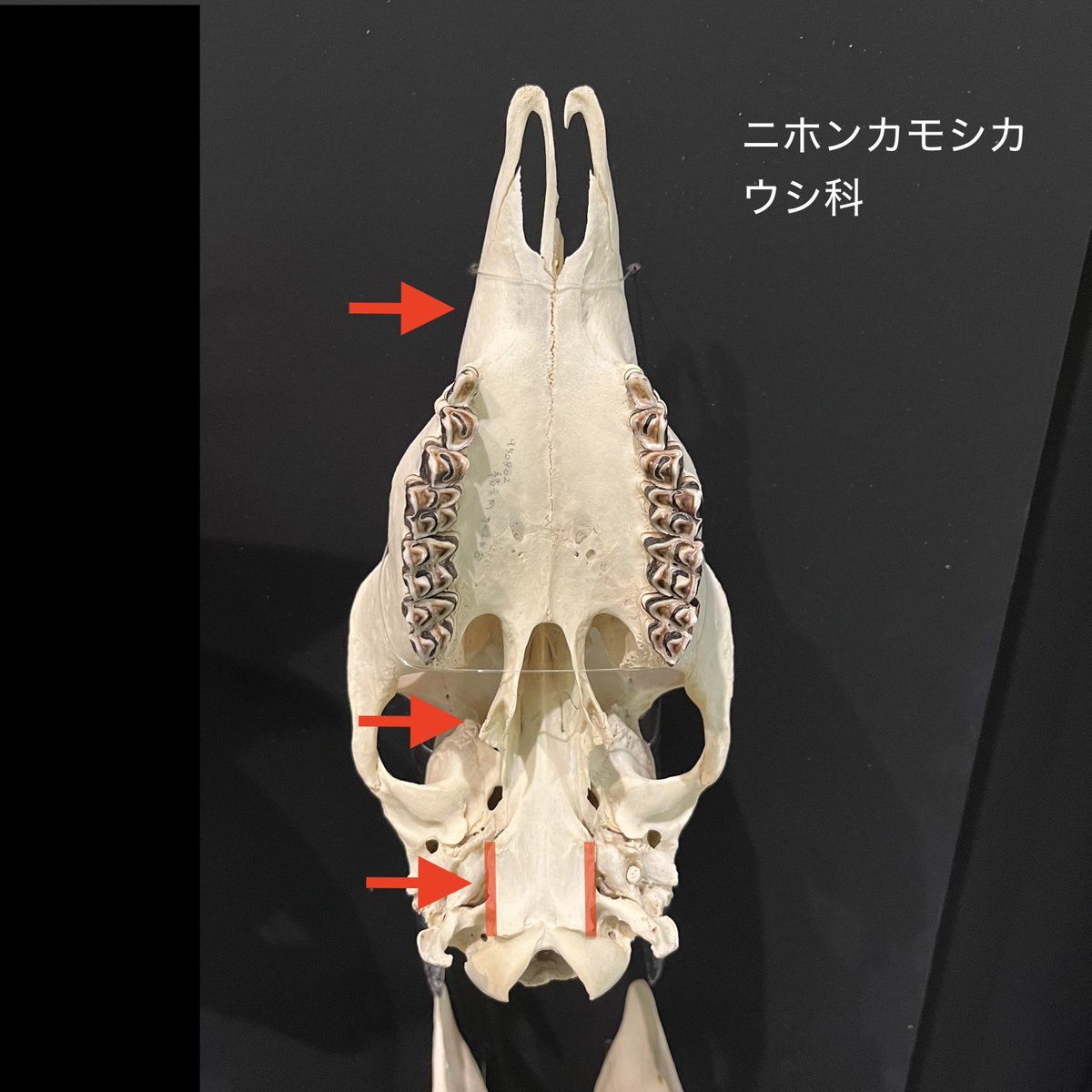 KMNH_kitakyushu's tweet photo. #Bones2 のコツ:昨日の問題の答えは、左がカモシカでした!カモシカとシカの頭骨底面をじっくりみると、いくつか違いがあることがわかります。わかりやすいのは矢印で示した3点ですね。 #いのちのたび博物館 https://t.co/GeJzXhn7Gc. 9月23日(火・祝)まで! https://t.co/8nD5atOSs7