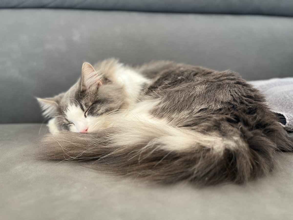 Xニャンペーンの予告だにゃ～🐈🐾 今月も22日のにゃんにゃんネコの日が
