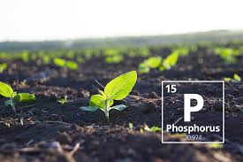 Did you know that a Phosphorus starving plant delays maturity and overall plant health? 

OMEX STARTERS are the perfect way to ensure your crops receive adequate PHOSPHORUS right from the start💪

Reach out to your local #OMEXRep to learn more!🌱

 #Plant26 #CdnAg #OMEXStarters