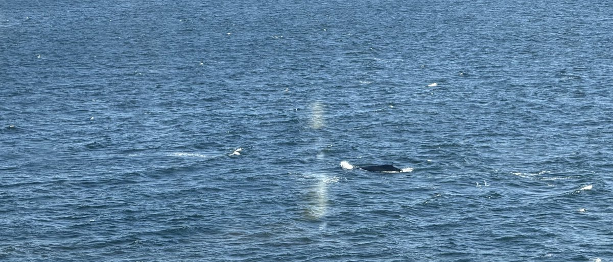 wapple15's tweet photo. Tuesday afternoon #WineView & this time bad photos for a #WhaleReport off Vancouver Island π¨π¦ https://t.co/HCvLMafWt0