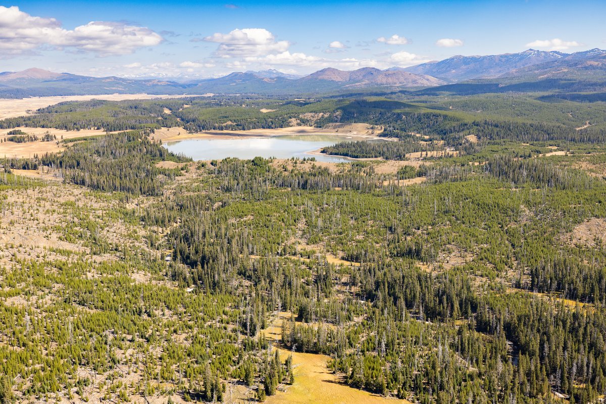 Yellowstone National Park tweet media
