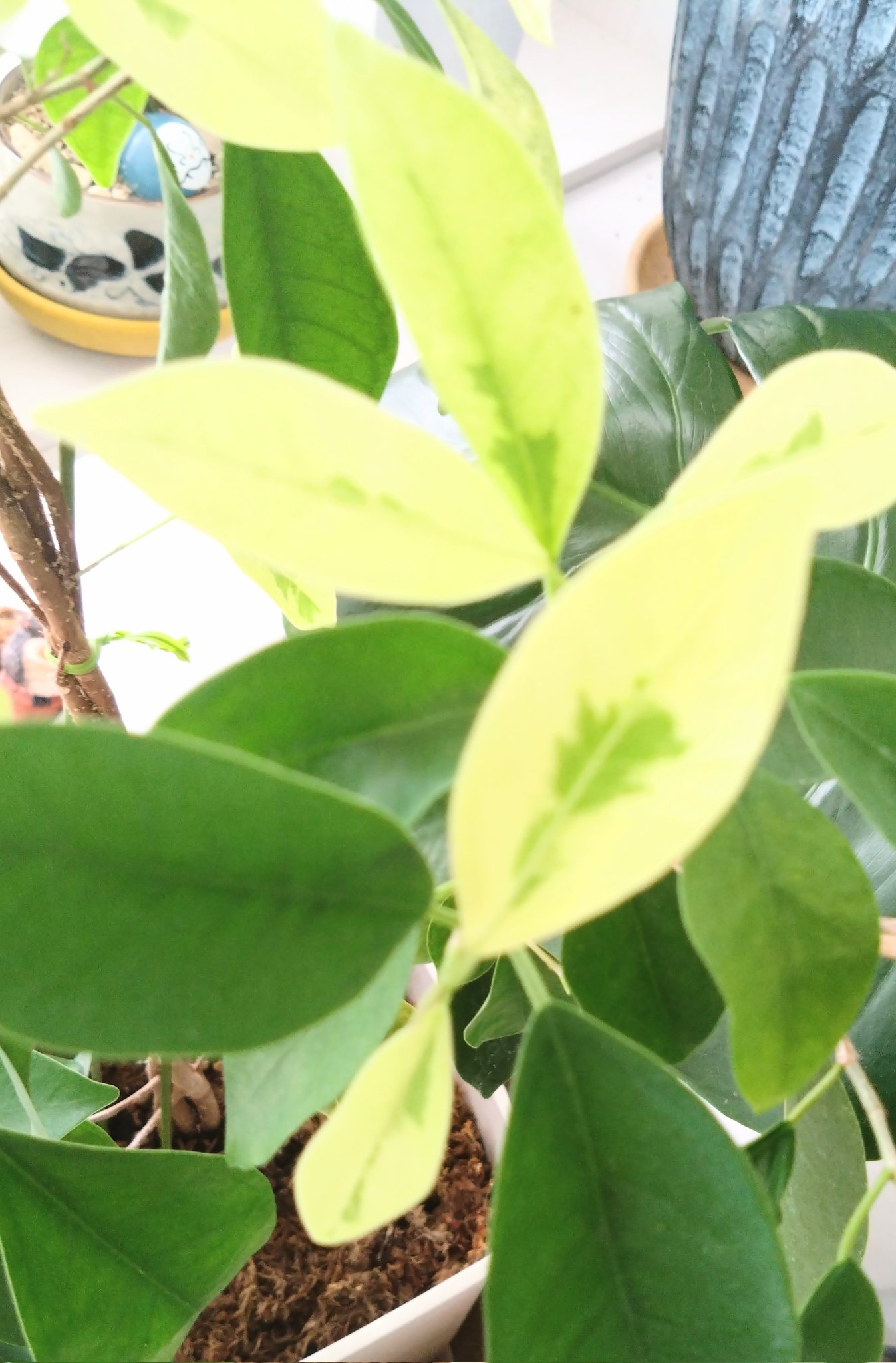 観葉植物 - Search / X
