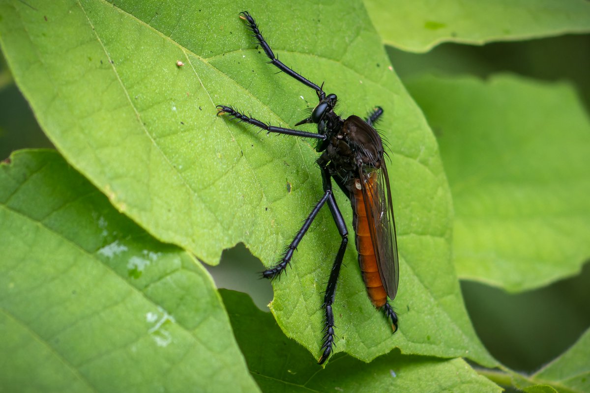 Mosca ladrona mexicana
(Archilestris magnificus)

Selva de Melaque, Jalisco
🧵⬇️