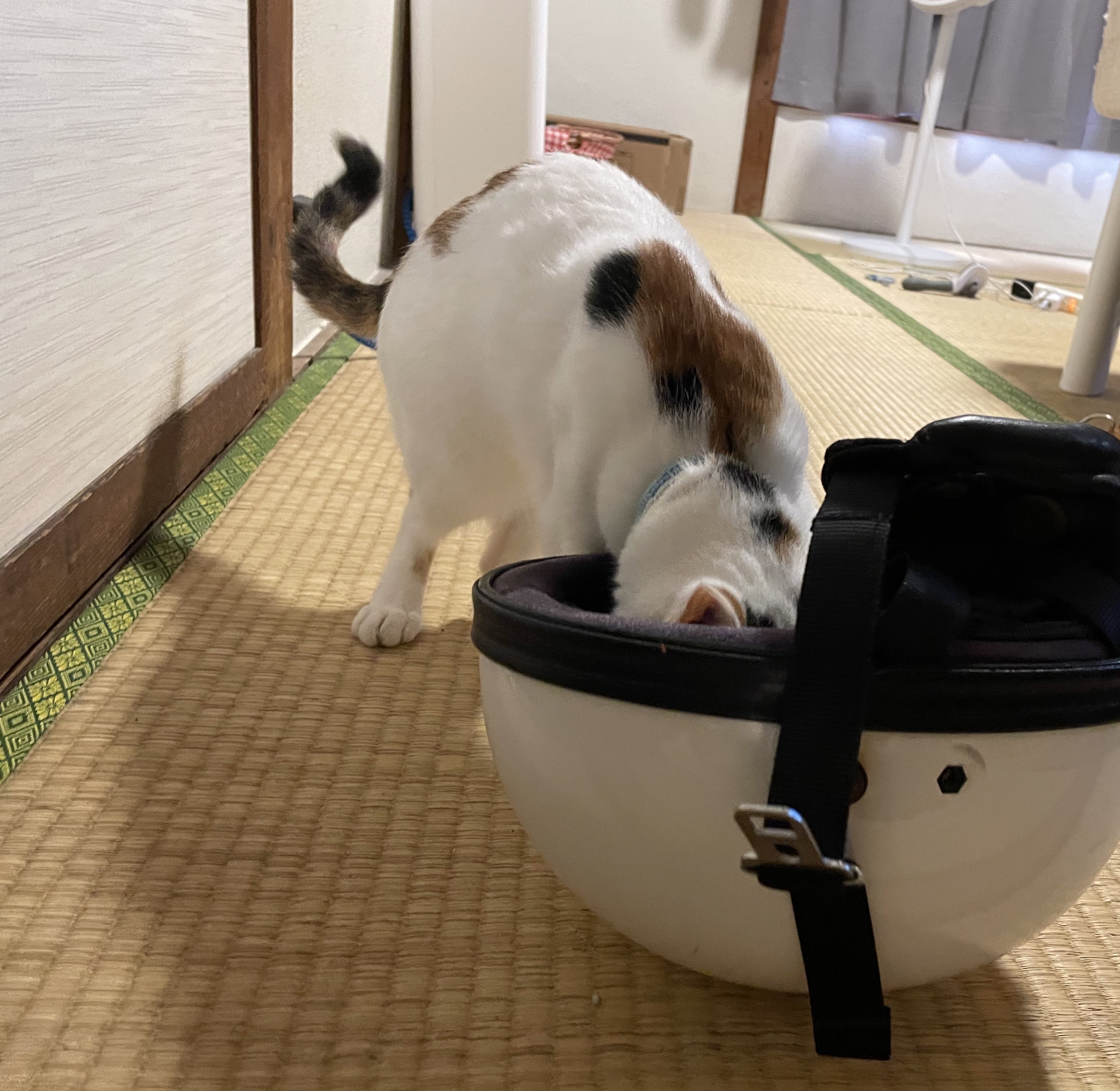 にゃんちくだいすきくらぶ on X: 